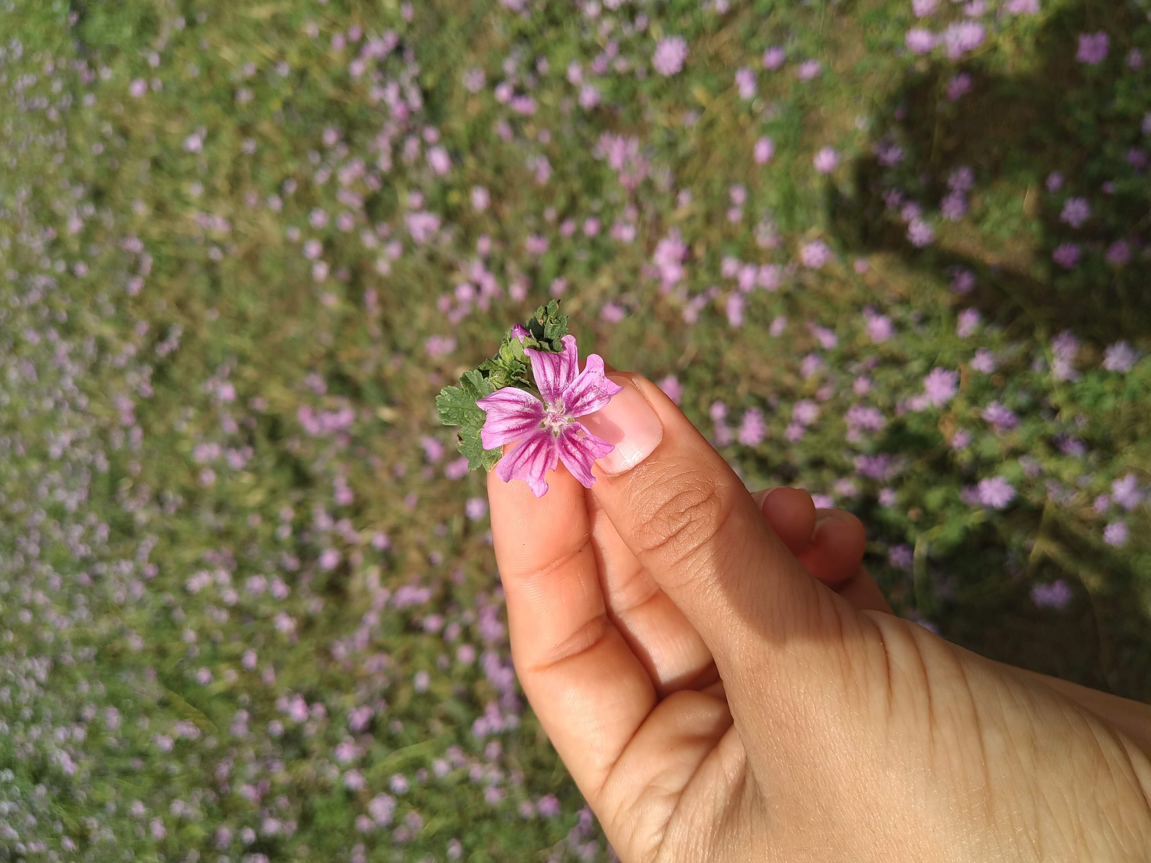 Tor Caldara Oasi WWF